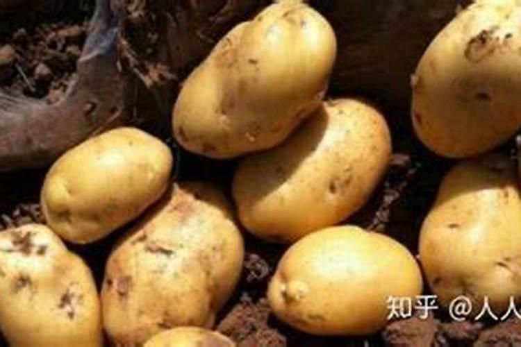 开春养三角梅如何正确浇水施肥