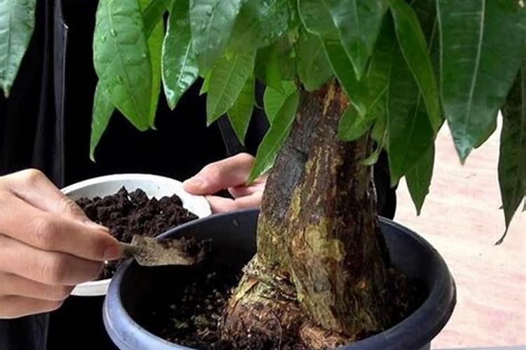 自制除草剂最好用的配方