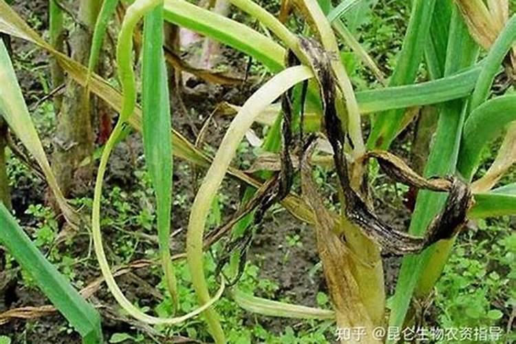 发财树可以施什么肥