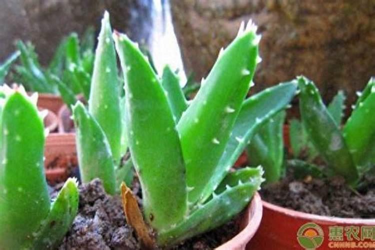 请问,过磷酸钙可以拌种子吗？,党参种子