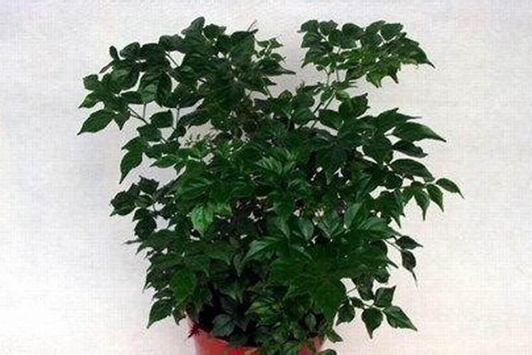 富贵树怎么施肥,这样施肥叶片又厚又绿!