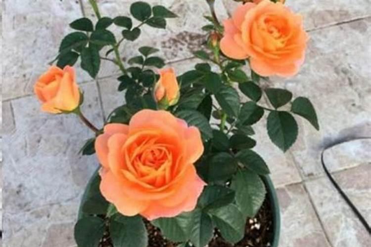 柑橘采收后喷什么叶面肥好？