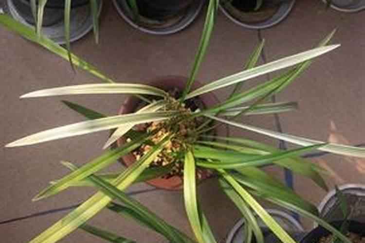 观叶植物用什么肥料好