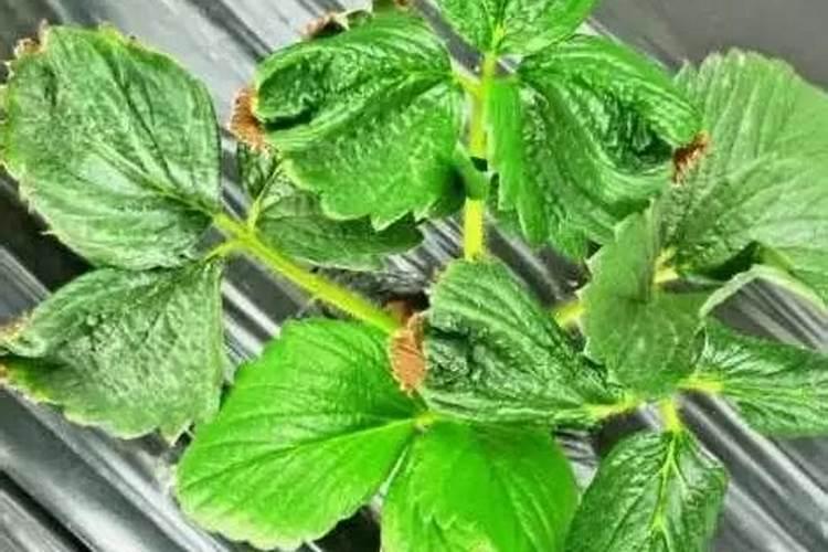 春天小麦除草剂什么时间打