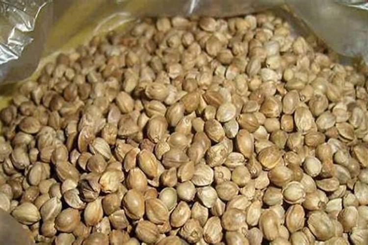 盆栽鲁冰花的管理方法