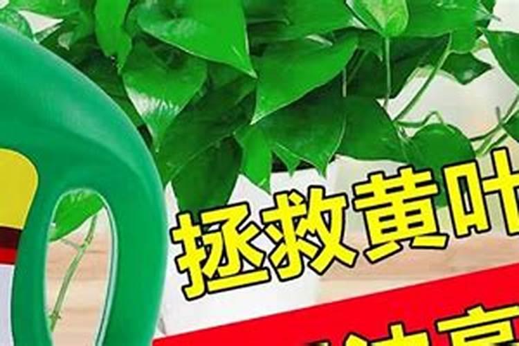 水培植物用什么肥料