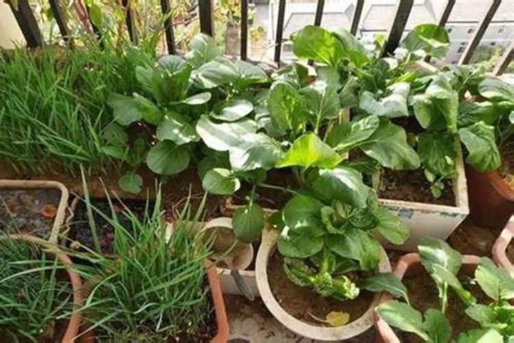 荔枝开花时能不能喷药