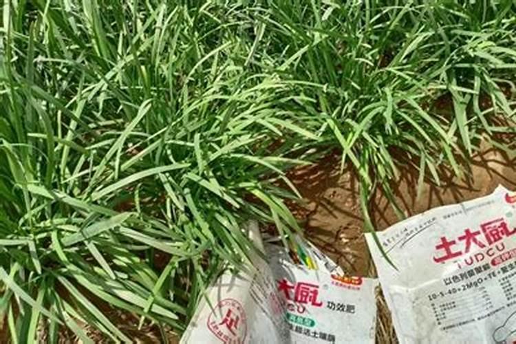 韭菜施什么肥料长得快