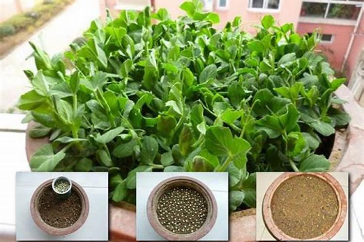 想要实现豌豆高产,该如何科学施肥呢？