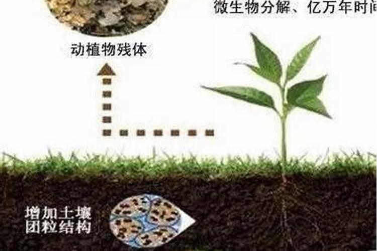 腐殖酸对土壤的作用有哪些