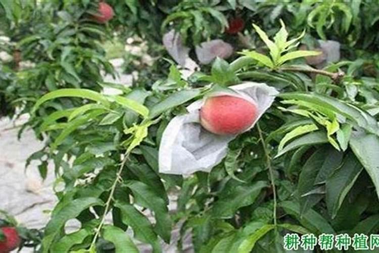 桃子套完袋子需要用那些肥料？