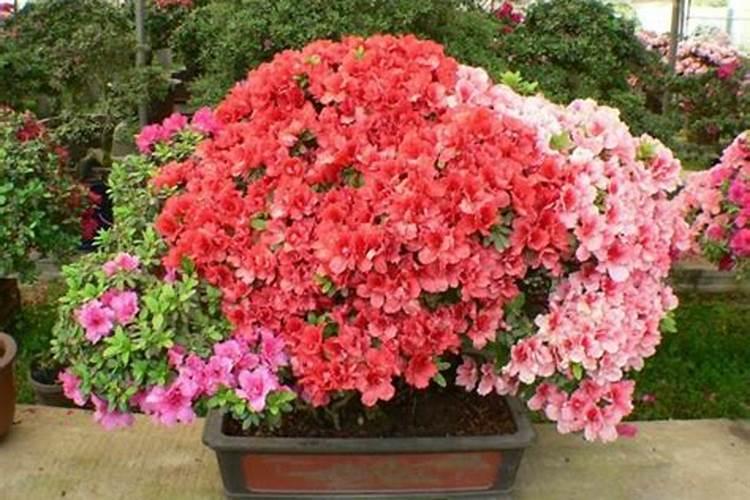 杜鹃花怎么施肥