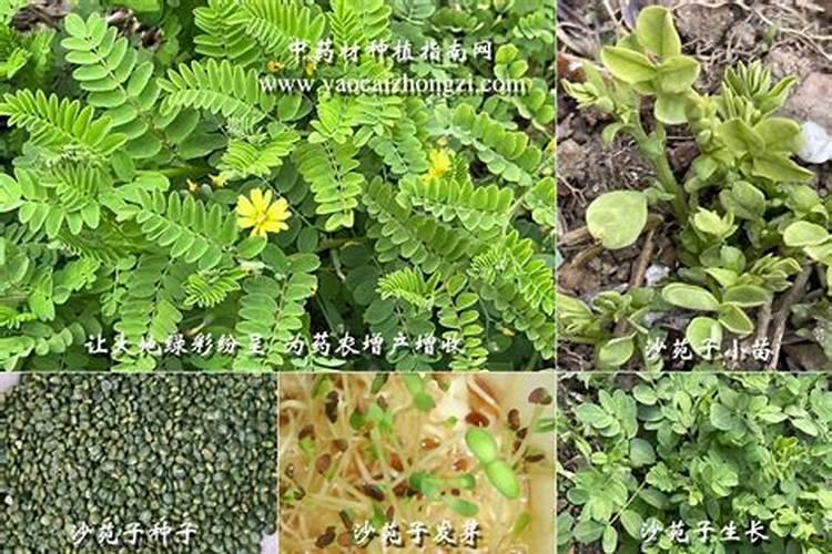 未来种植什么药材赚钱