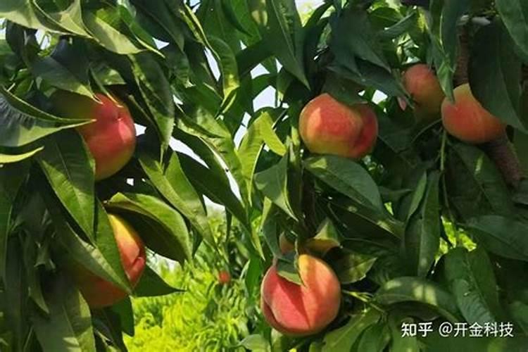 桃子成熟前怎么提高硬度 补充钙肥有用吗