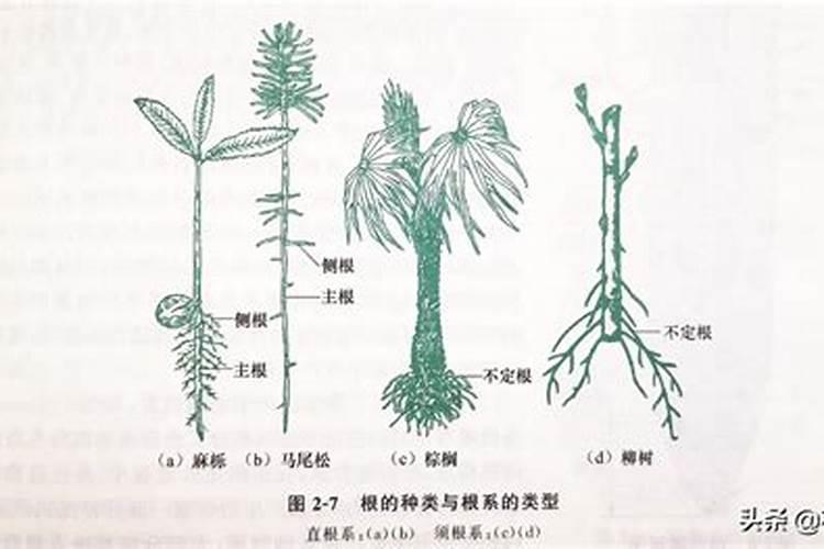 过量施用磷肥有哪些危害,每亩施多少合适