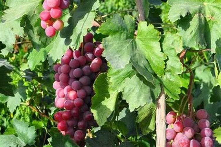 墨兰施用什么肥