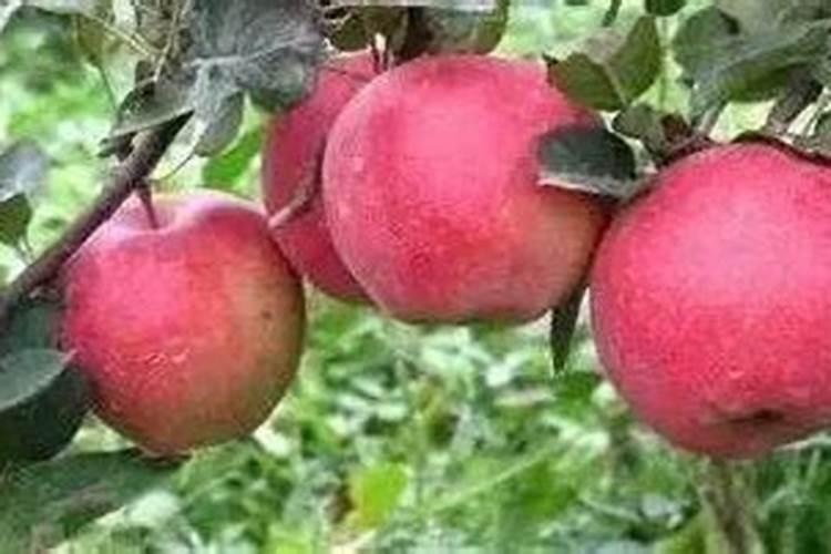 小麦什么时候打营养剂最好,