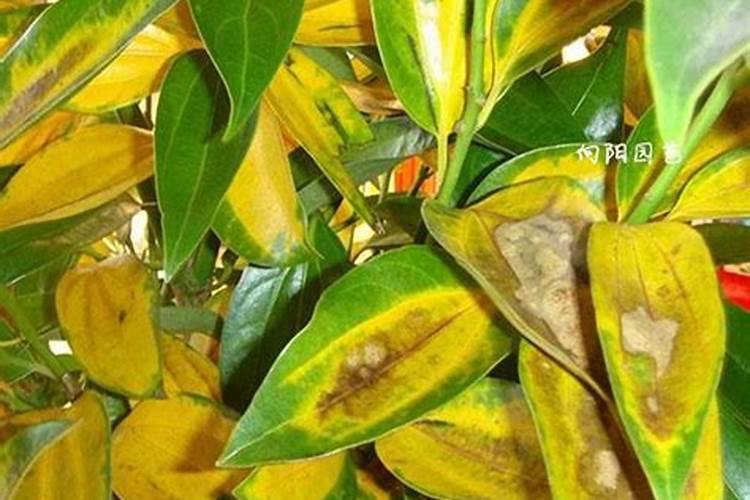 植物叶片发黄要施什么肥