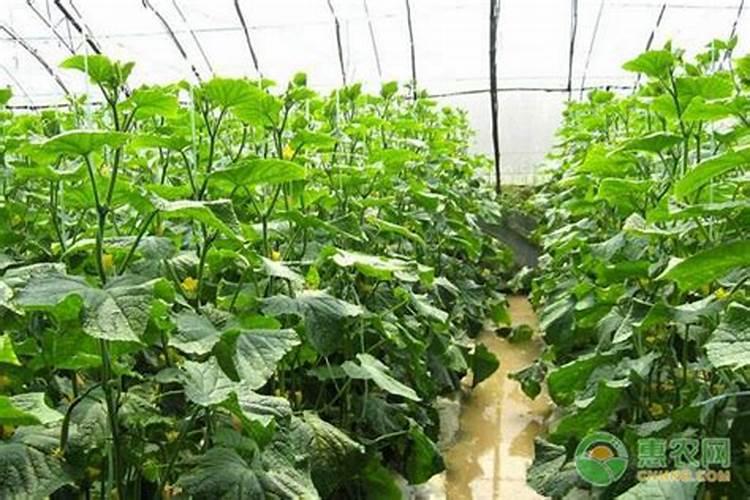 温室黄瓜亩产量在三万斤左右,施底肥怎样才合适？