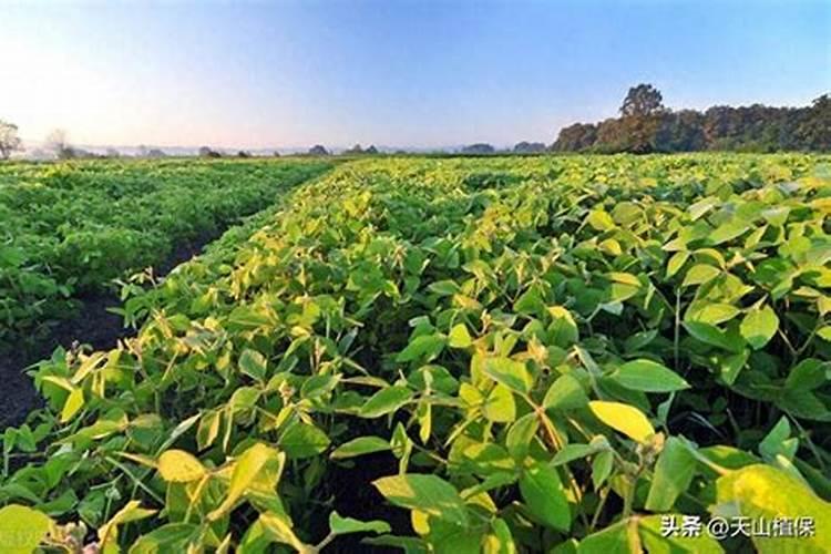 樱桃花开得多坐果率低怎么回事
