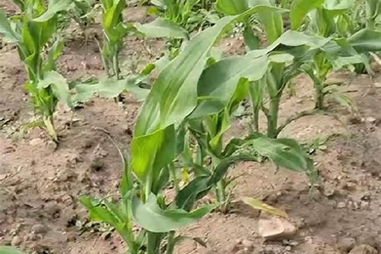 农作物在打了控旺药之后,食用后对人体有哪些不好的影响？