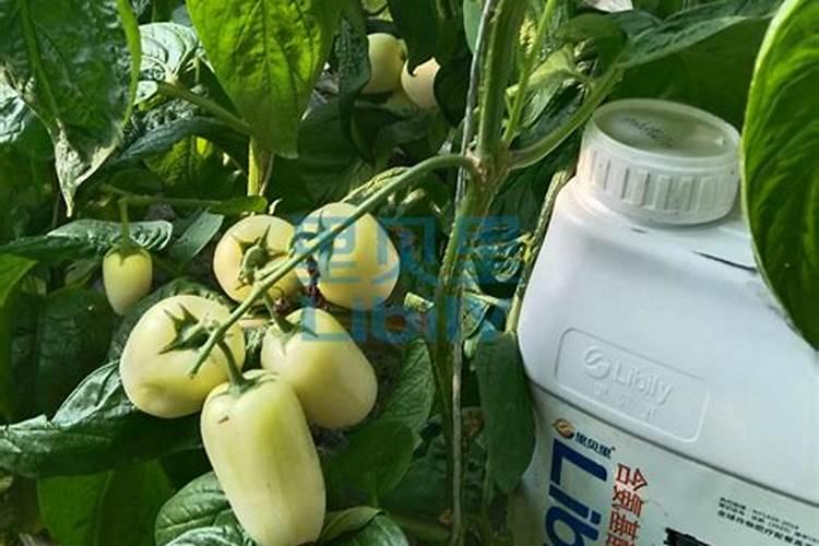 大姜用什么底肥产量高？大姜冲施什么肥长势旺？大姜用什么肥料好？