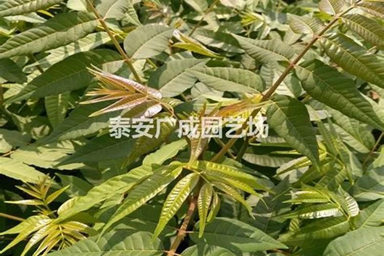 氨基酸叶面肥果树涂杆枝术怎么操作？