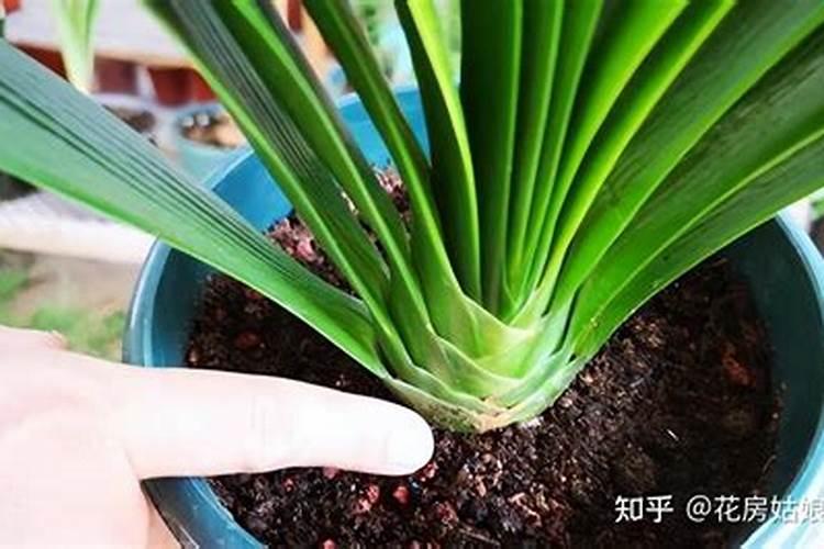 硅肥应该在什么时候使用 硅肥什么时候施最佳