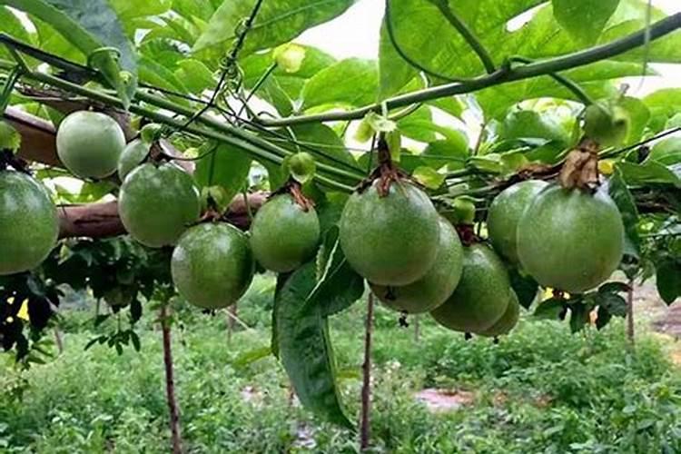 百香果什么时候施肥 种植百香果什么时间施肥最好