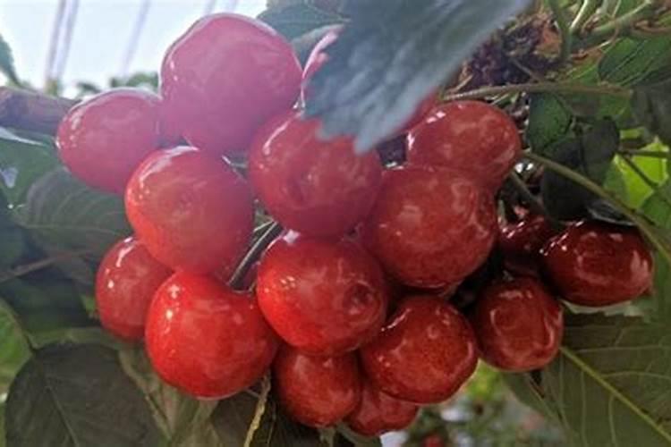 磷肥的沤制方法 关于磷肥的沤制方法