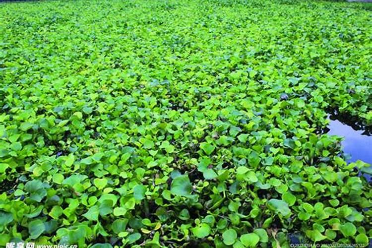 水葫芦可以做肥料吗