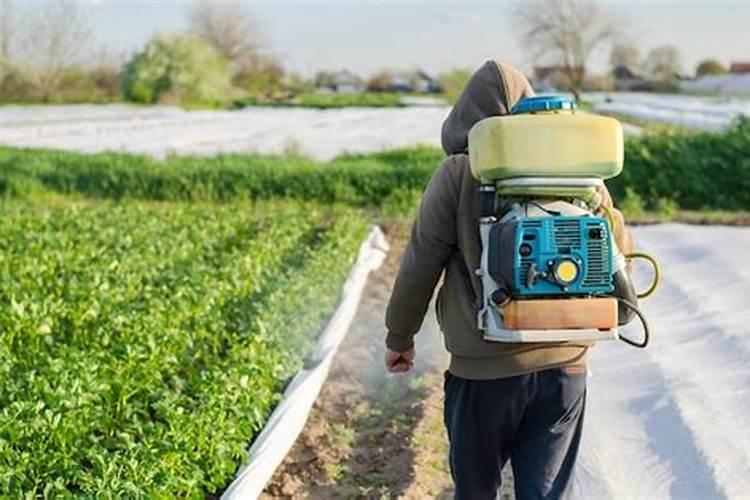 苹果树阴天能打波尔多液吗？