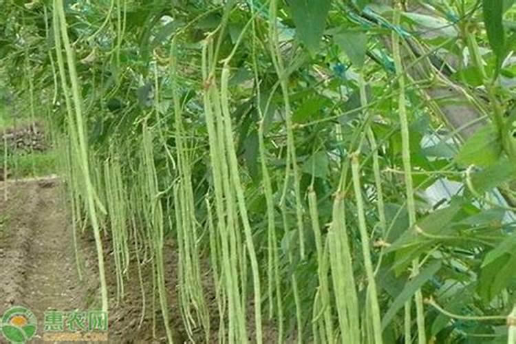 豆角开花了需要追肥吗(豆角在结果期需要上什么化肥)