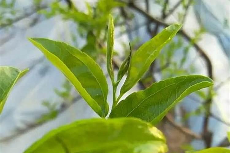 冬枣的养护方法