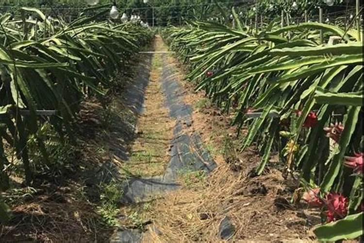 火龙果高产栽培技术