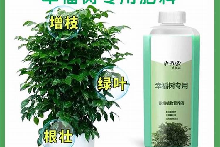 幸福树施什么肥最好