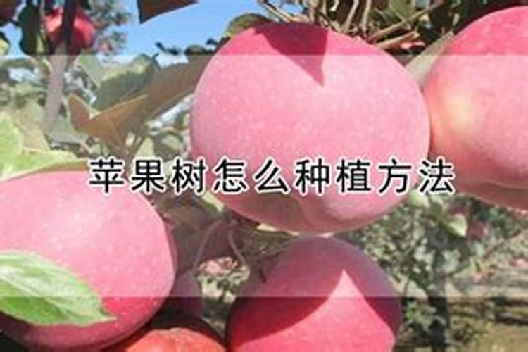 苹果树如何科学合理施肥？