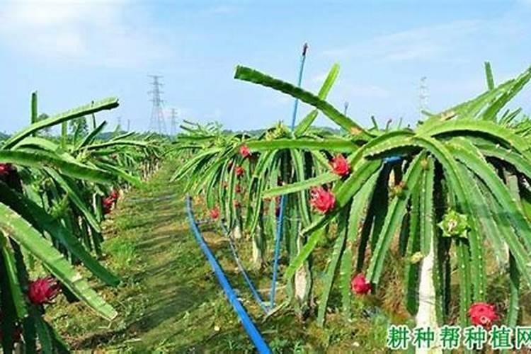 磷酸二氢钾可以浇发财树吗