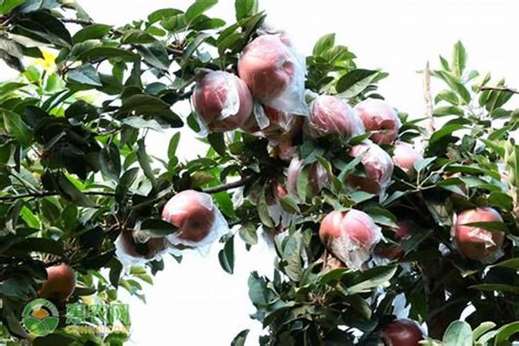 磷肥对植物的作用与功效