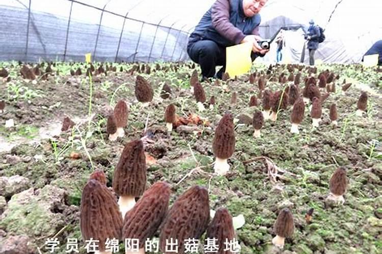 恶霉灵,生根号,氨基酸