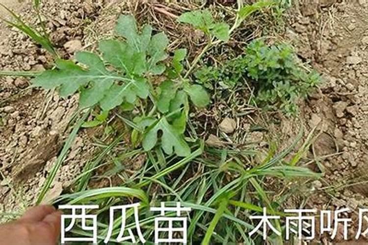 苔芸素可以施土吗？