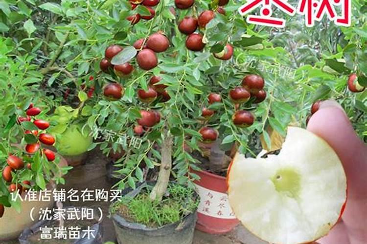 黄瓜叶片如何变绿变厚？