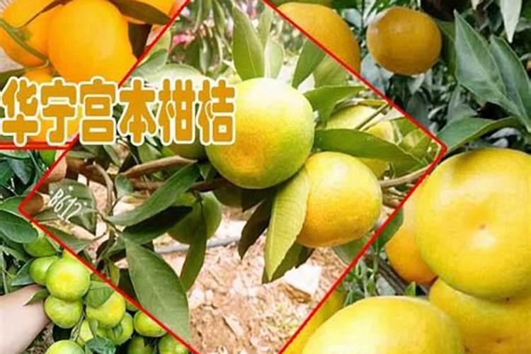 玉米种植每亩地需要多少斤底肥(播种玉米一大亩的底肥量)