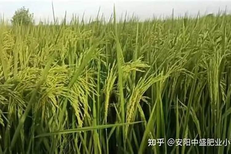 促进水稻分蘖的叶面肥