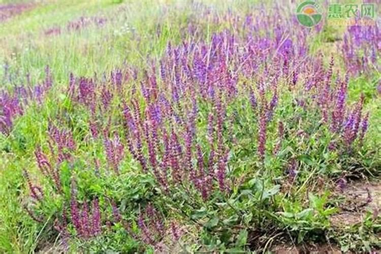 玉米几叶能用芸苔素,芸苔素多久喷一次