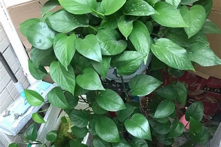 绿萝上什么肥料比较好？