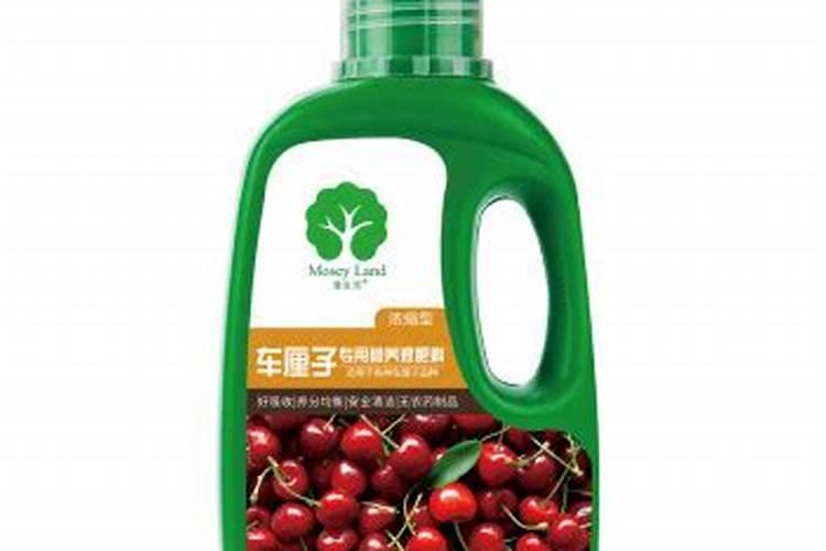 车厘子树苗枝叶上为何有类似的绿豆