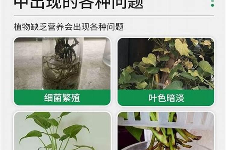 养花卉的用什么营养液  花卉营养液十大排名