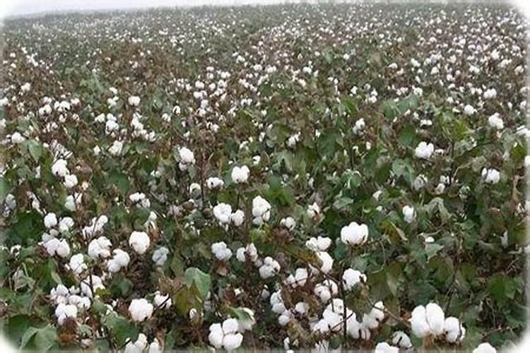 水稻什么时候施氯化钾