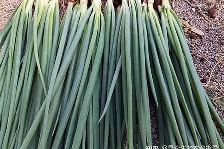 腐植酸钾的作用及功能